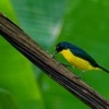 Libohlasek bonapartuv - Euphonia hirundinacea - Yellow-throated Euphonia o2439